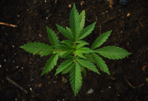 cannabis plant